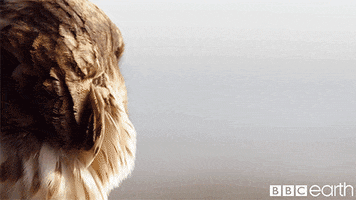 bbcearthasia bbc earth the hunt GIF