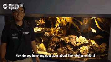 california spiny lobster butter GIF by Monterey Bay Aquarium