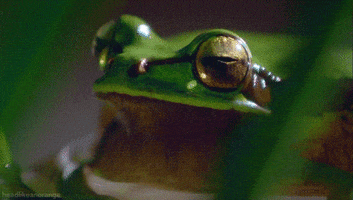 european tree frog GIF by Head Like an Orange