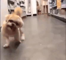 Dog GIF