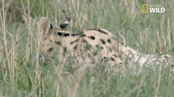 national geographic big cat week GIF by Nat Geo Wild
