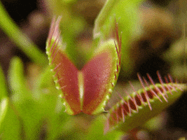 venus flytrap plant GIF