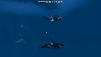 mattkelly-f7c2  GIF