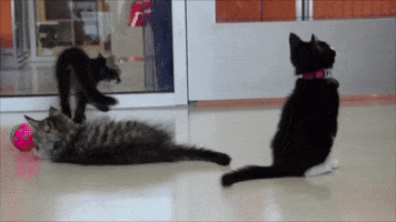 save them all star wars GIF by Best Friends Animal Society