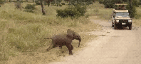 Elephant Running GIF - Find & Share on GIPHY
