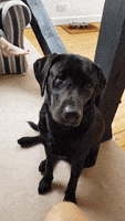 Labrador Retriever Cute Doggo GIF by 448 Studio