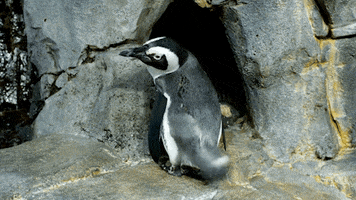 African Penguin Booty GIF by Monterey Bay Aquarium