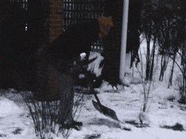 Video gif. Man shovels snow from his front lawn and moves it to a different spot.