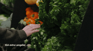 Radio-Canada GIF