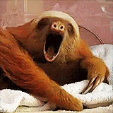 cheese-sloth meme gif