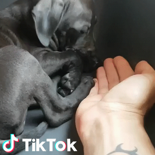 Grande Cane GIF by TikTok Italia