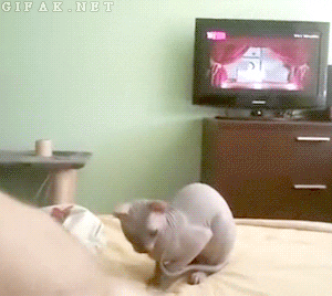 giphy.gif