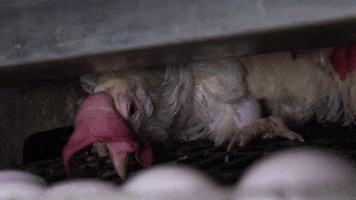 Oikeutta eläimille GIF