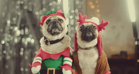Dog Christmas GIF by Johnny Orlando - Find & Share on GIPHY