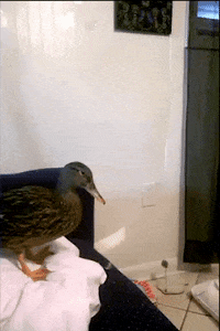 GIF by World's Funniest - Find & Share on GIPHY