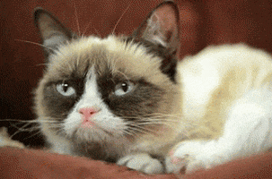 Grumpy Cat GIFs - Find & Share on GIPHY