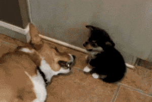 [Image: giphy.gif?cid=ecf05e47u9n341e9f5w0nfakrc...=giphy.gif]