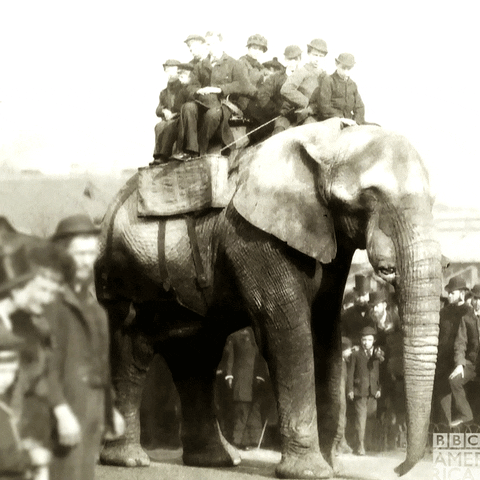 Jumbo The Elephant GIF by BBC America
