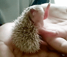baby animals cute hedgehog GIF