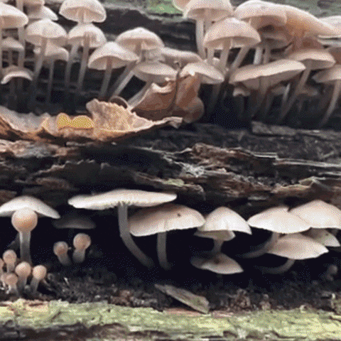 Mushrooms GIF