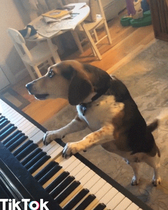 giphy.gif?cid=4d1e4f29bc9879118c5f2eca649cf5e671cfb90fd45b7cab&rid=giphy.gif