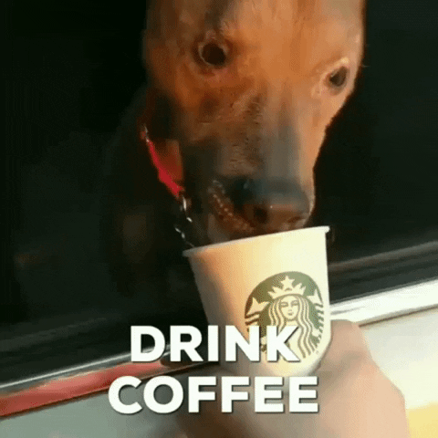 Vardise dog coffee drink vardise GIF