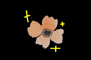 chamomileco anemone chamomile chamofriends chamomileco GIF