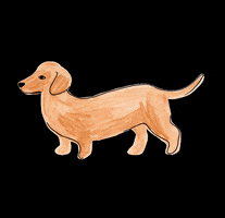 Sausage Dog Chien GIF by Season Paper Collection