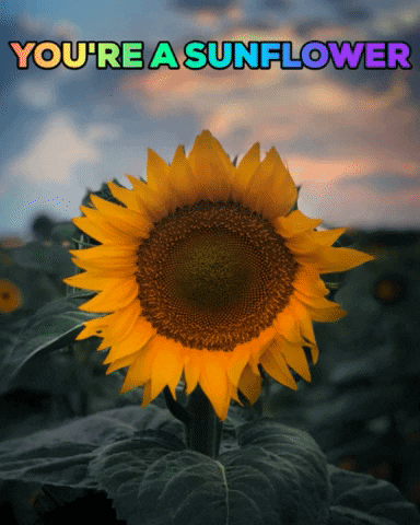 Flower GIF