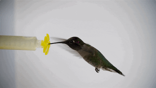 Fly Tick GIF by PBS Digital Studios - Find & Share on GIPHY