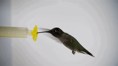 Fly Tick GIF by PBS Digital Studios - Find & Share on GIPHY Fly Tick GIF by PBS Digital Studios - Find & Share on GIPHY