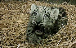 White Tiger Baby GIF