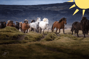 Eldhestar GIF