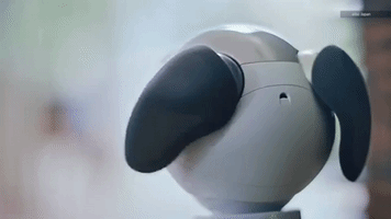 Animated GIF