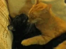 cat hug GIF