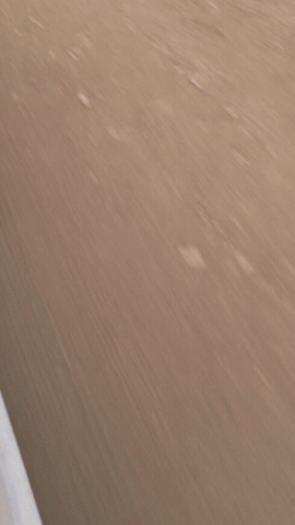 Cat Motorcycle GIF