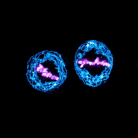 Development Cells GIF by EMBL