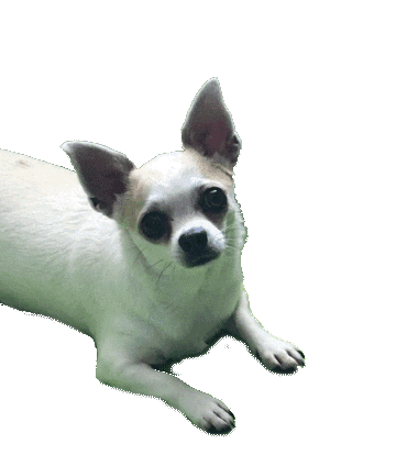 Elis Regina Dog Sticker by Rafael Machado Rangel