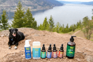 Hemp 4 Paws GIF