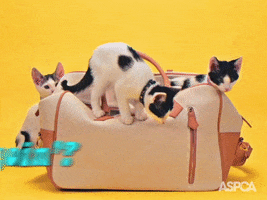 Where We Goin Family Vacation GIF by ASPCA