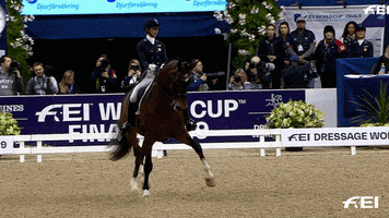 FEI_Global nope horse competition horses GIF