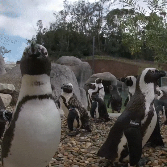 Get Out Lol GIF by San Diego Zoo