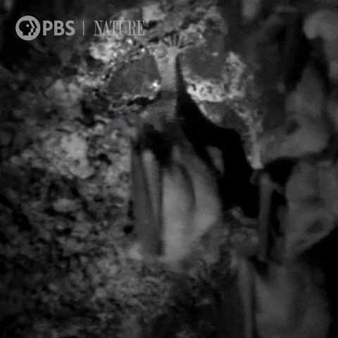 Bat Documentary GIF by Nature on PBS