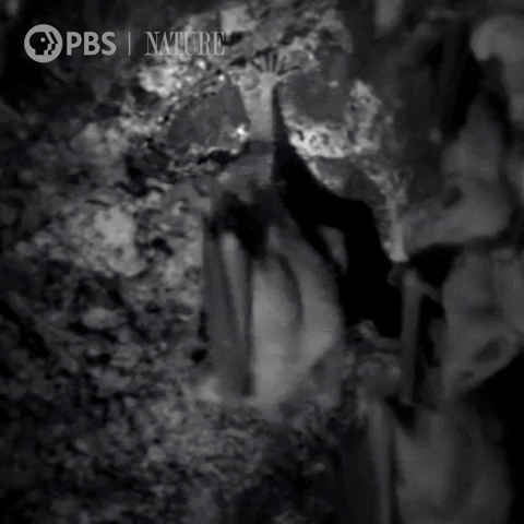 Bat Documentary GIF by Nature on PBS
