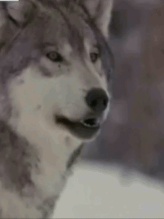Wolves GIFs - Get the best GIF on GIPHY