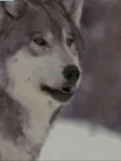 wolves GIF - wolves GIF