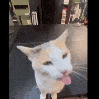 Cat Tongue GIF