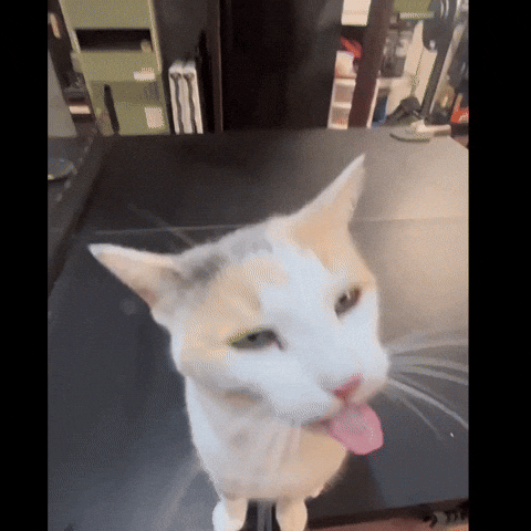 Cat Tongue GIF