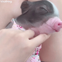 Potbellied Pig Reacts to Getting Belly Touched