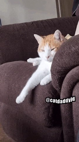 Angry Cat GIF by Gwyllion on DeviantArt